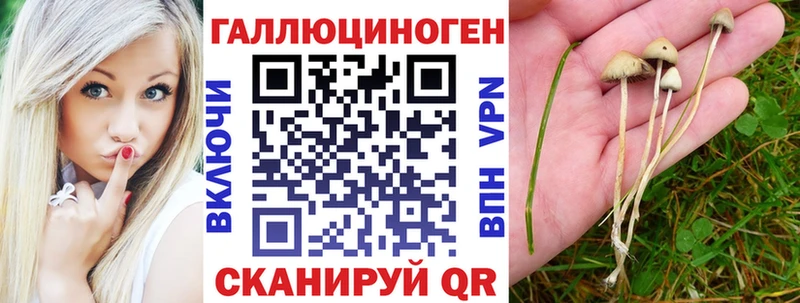 Купить  Котово  Галлюциногенные грибы Psilocybe 